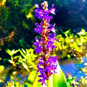 Meet your Posher, Samanta